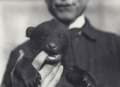 Cucciolo di orso bruno x nero di 6 settimane, che mastica il dito del custode che lo tiene, allo zoo di Londra, febbraio 1920 da Frederick William Bond